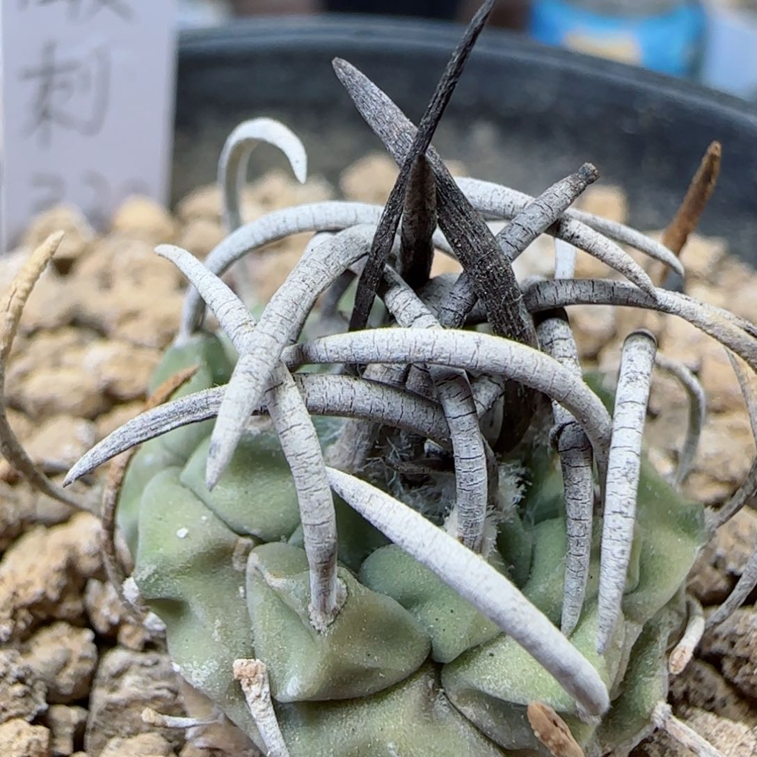 实生输入碳刺升云龙多肉