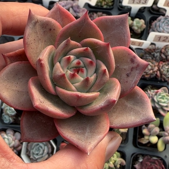 6火烈鸟多肉植物多