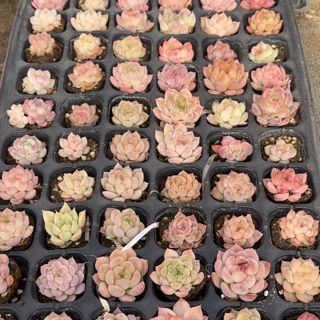 31-6未选育小珍妮穴盘一盘量拍