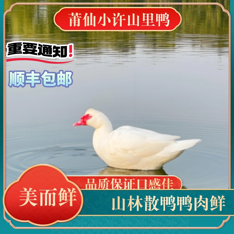 (两只福利专场）小许山里鸭莆田红鼻番鸭汤甜肉鲜味道纯真适合炖汤