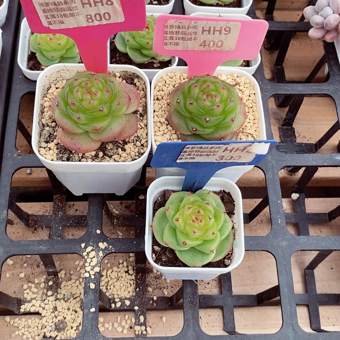 八**子三颗4-5cm多肉植物