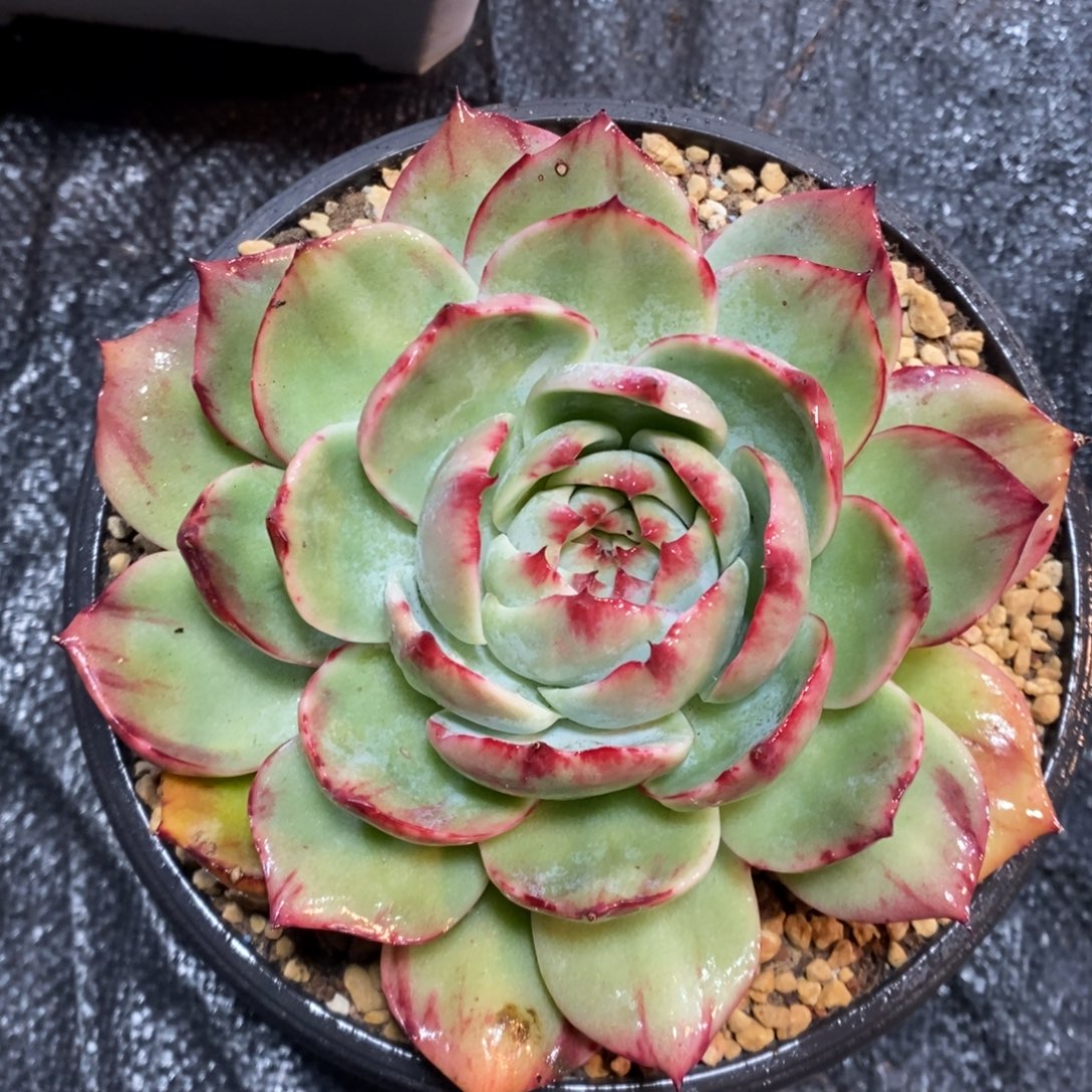 惊鸿仙子一物一拍