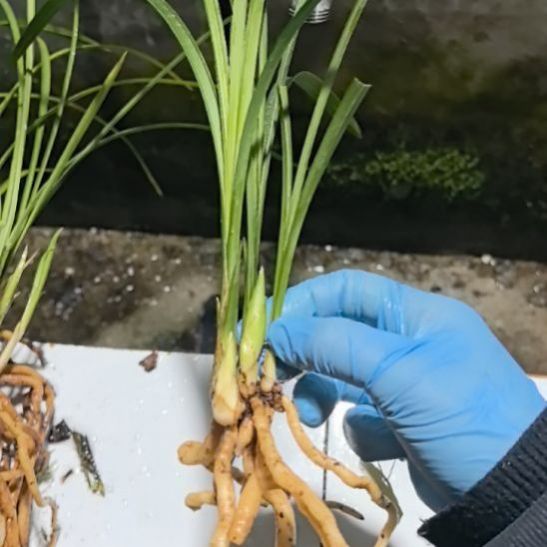 完全开放大雪素子母苗