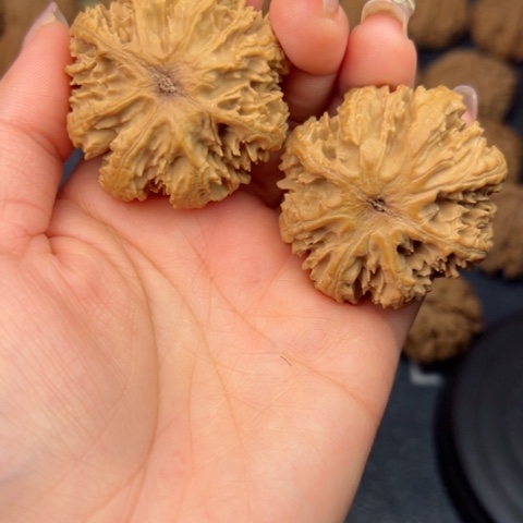 桃核吊坠秦岭山脉野生植物