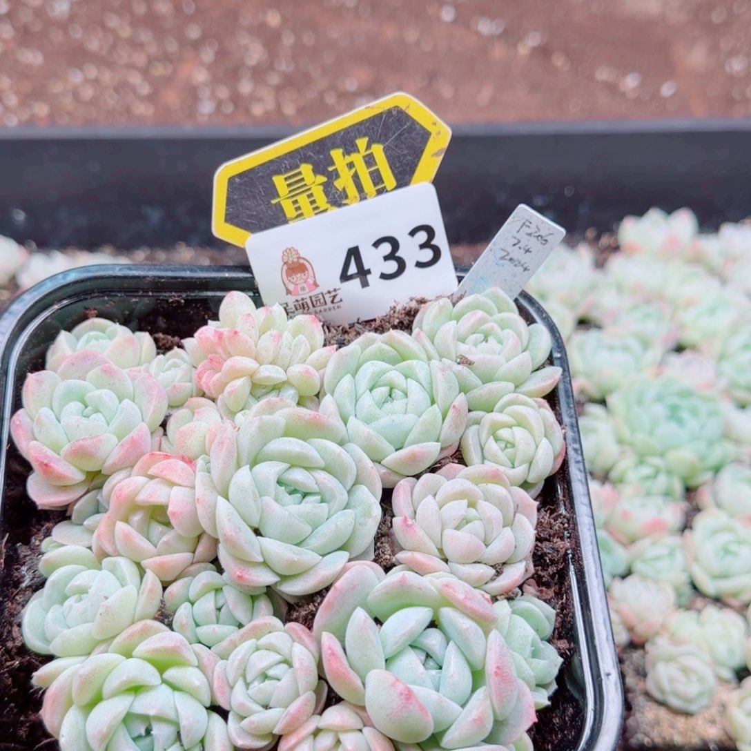 多肉植物多肉植物