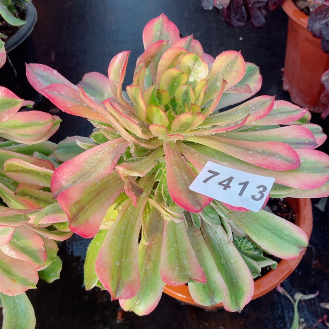 粉钻多肉发货发货