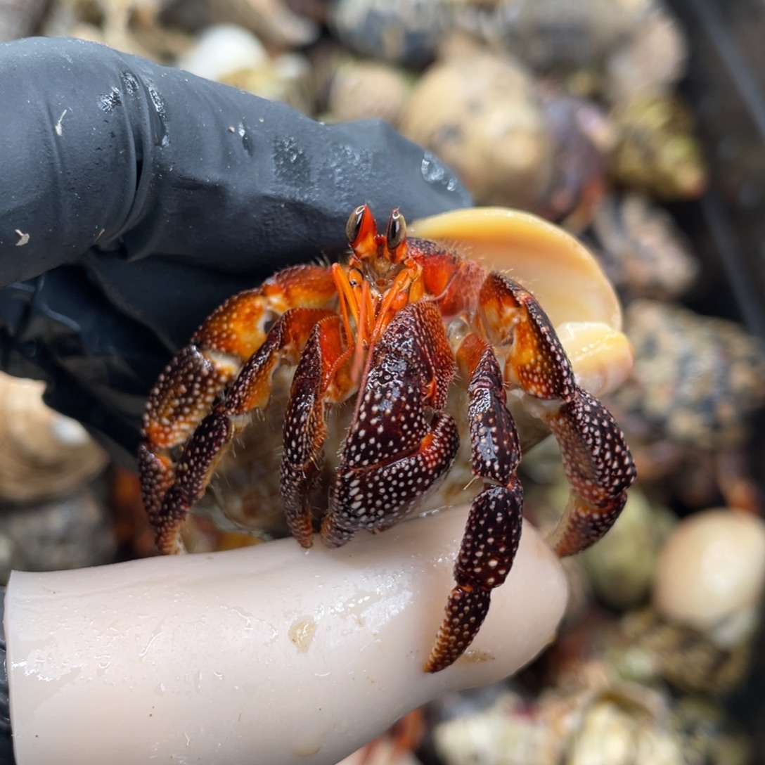 不退不换活体宠物157