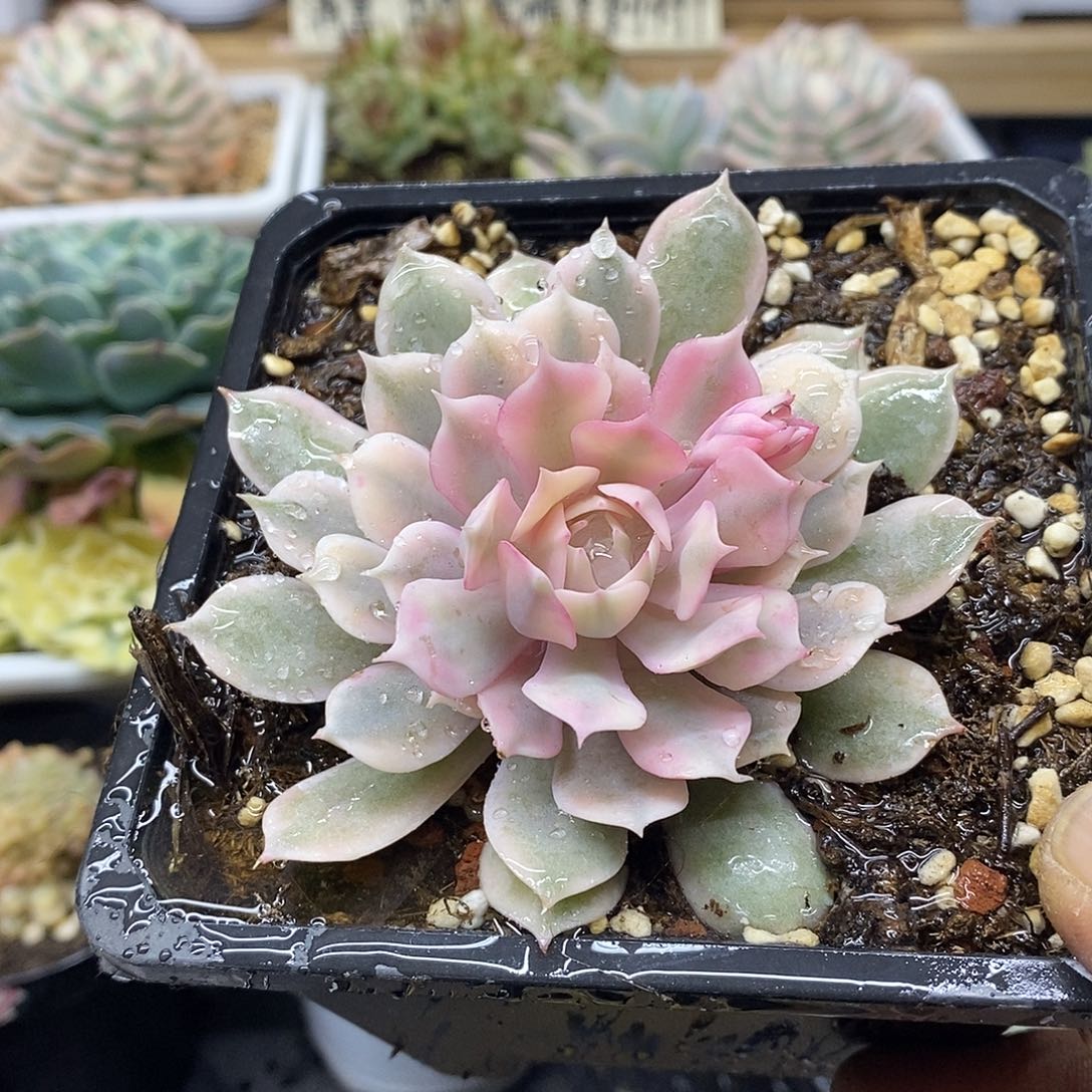 24181 粉蝶覆轮锦 12 厘米盆