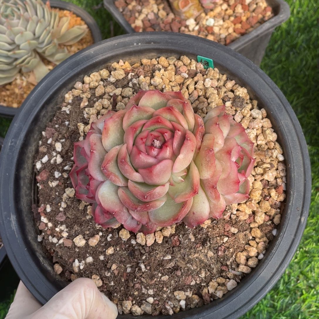 杂交优选冠幅11 公分一物一拍