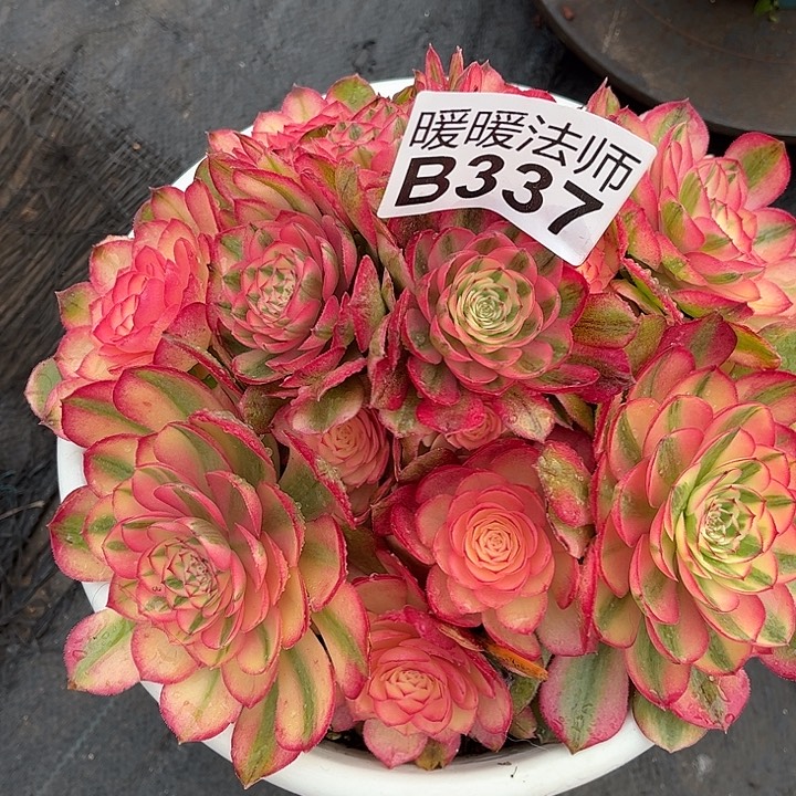 紫砂茶杯梧**-337反复反反复复风格