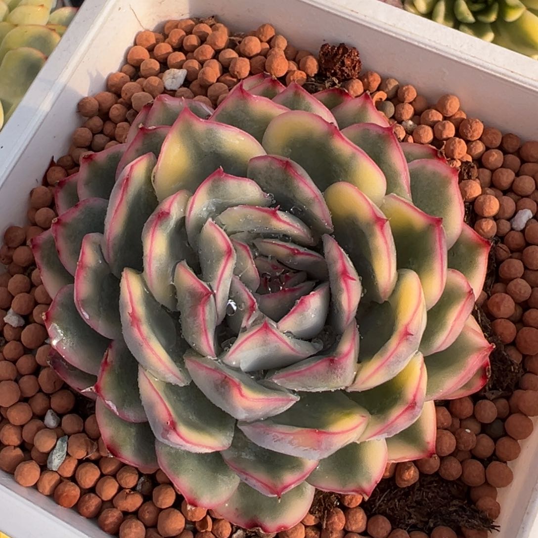 白荷花锦，覆轮锦