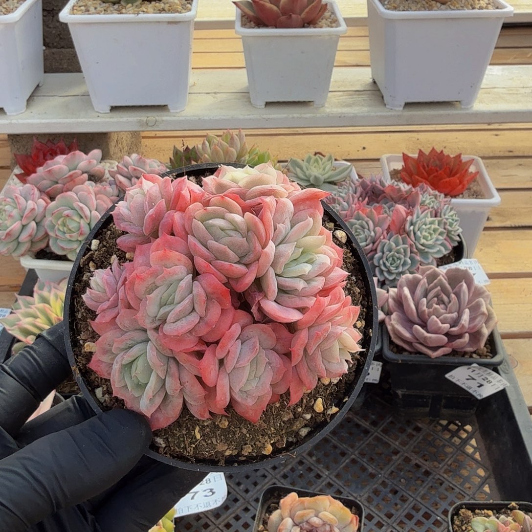 1128-74泡泡纱裙群