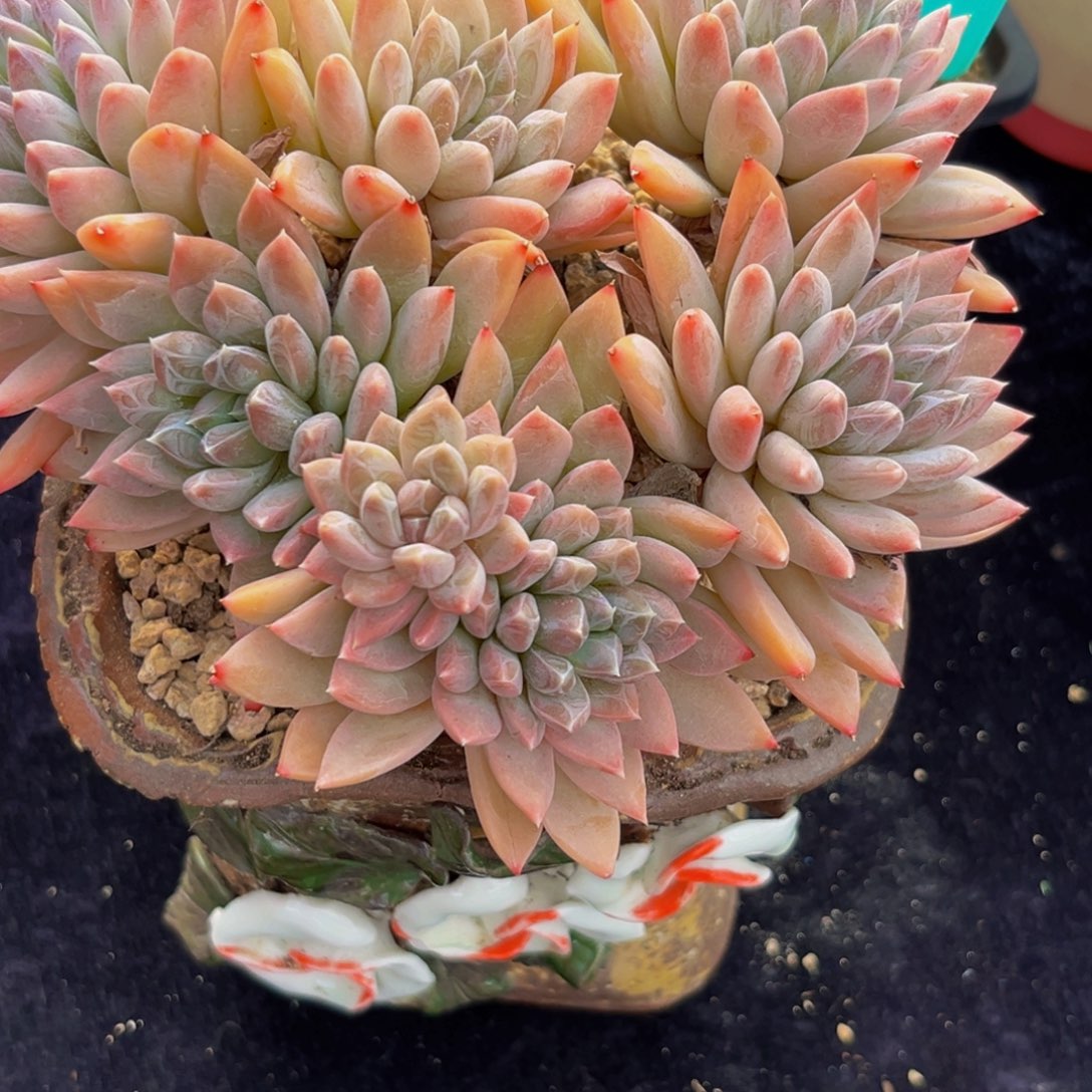 紫*1776下午多肉植物群生