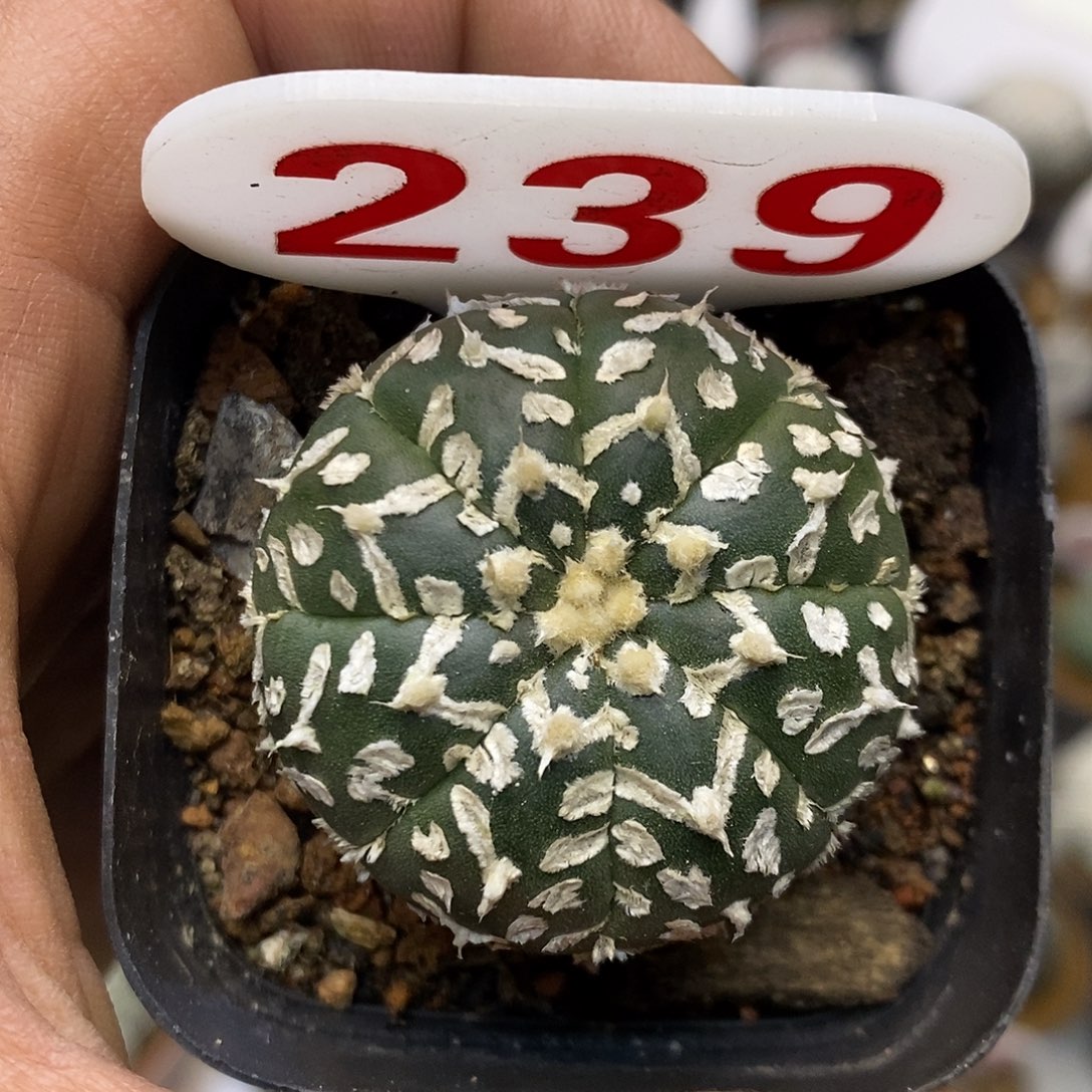 239福利特价来了福利