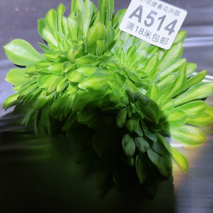 多肉法师翡翠琉璃