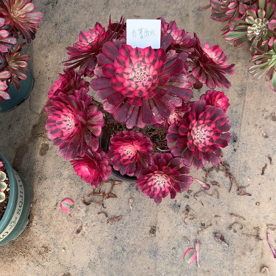 【闪购商品】白**欢红铜白，多肉