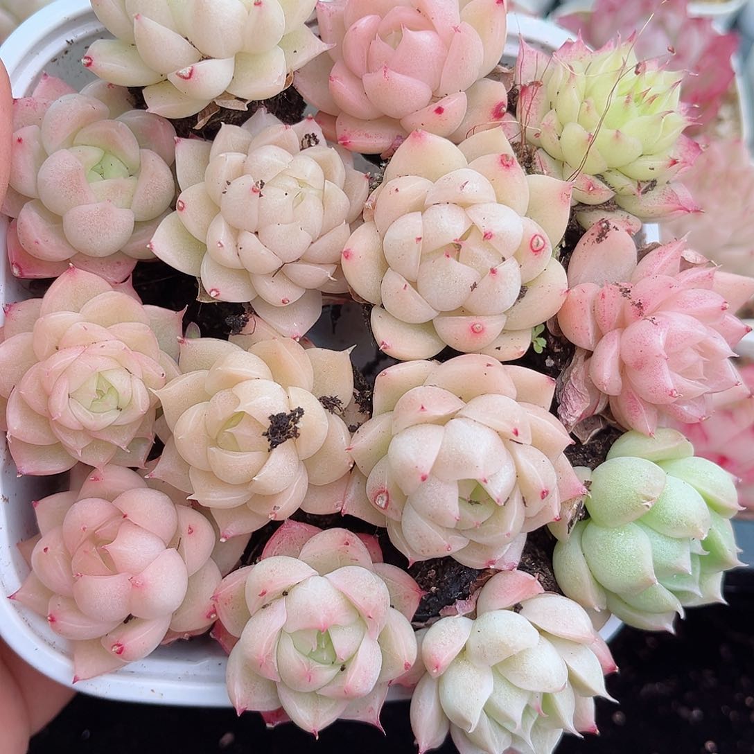 1-503 新疆西藏内蒙不发12.8包邮2-3公分多肉