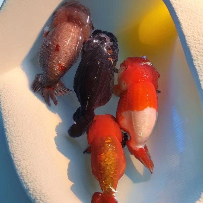 福州小林兰寿金鱼以直播间看到的为准，一鱼一拍，售出不退不换