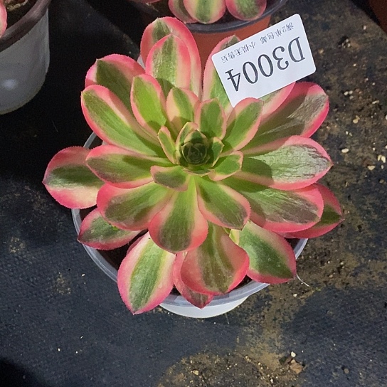 3004女巫多肉凑单款量拍