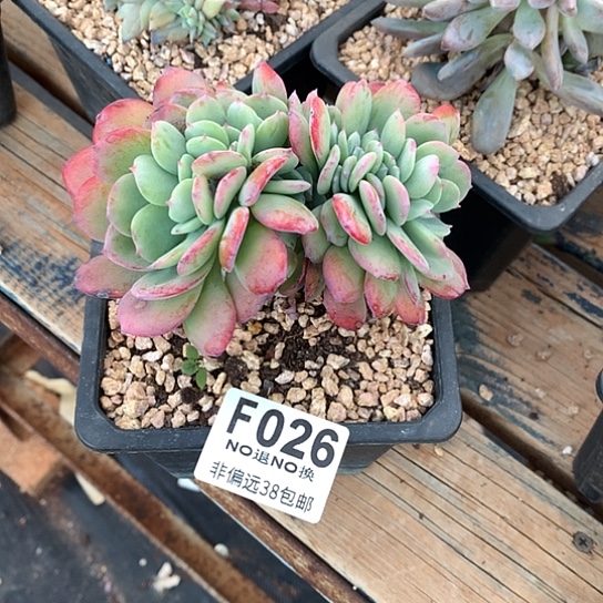 是***呀天鹅绒缀026 亏本处理不退不换7-8天发货