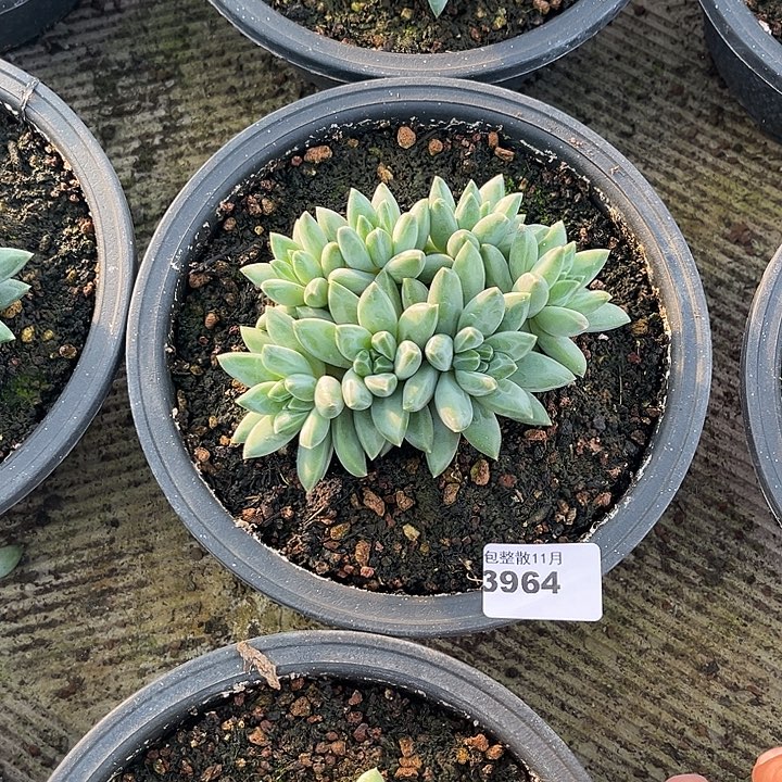 阿雅园艺。        3964