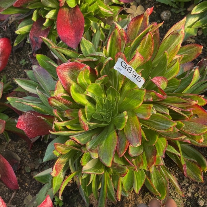 魅影七彩895多肉植物