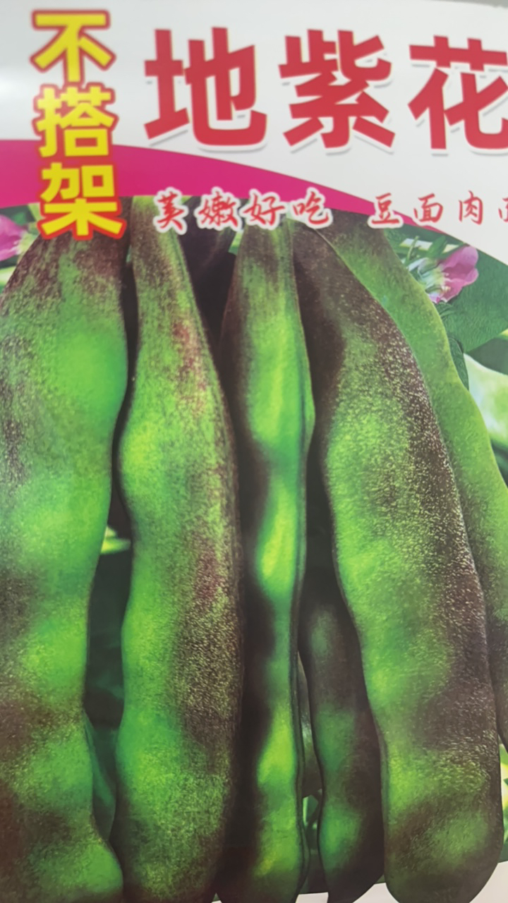 不搭架地紫花油豆角种子早熟农家豆角籽
