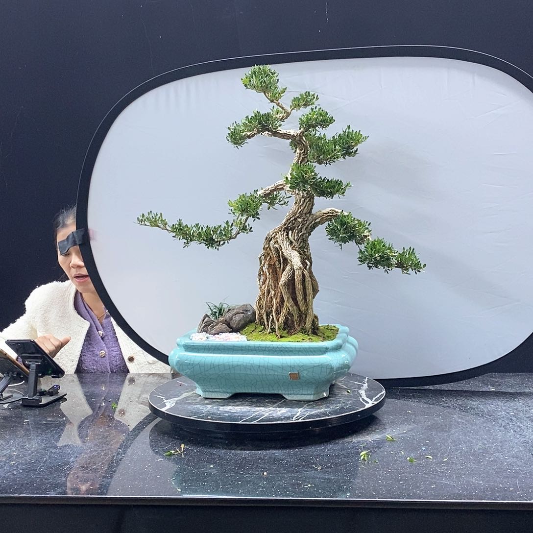 无花朵黄杨盆景艺术