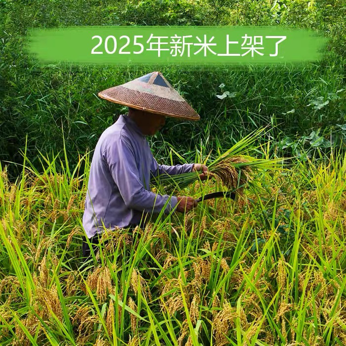 2025年新米农家自种大米不抛光不打蜡无农药晚稻梗米胚芽米