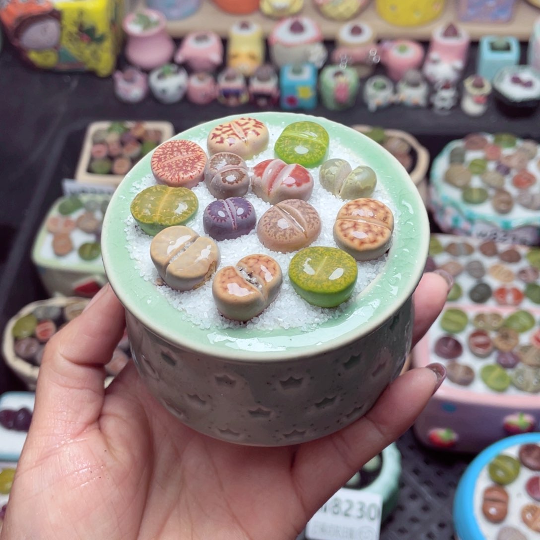 w8232 带盆土发货-零下地区拍保温箱