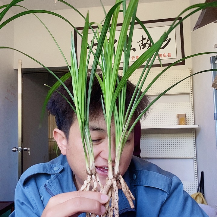 大部分花苞少量开放