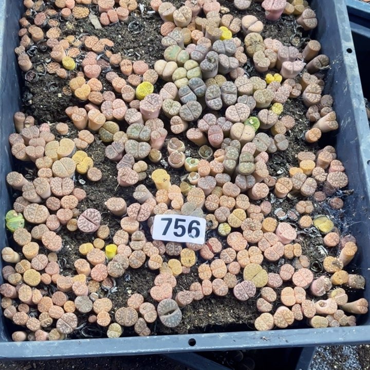 756 生石花一物一图带框