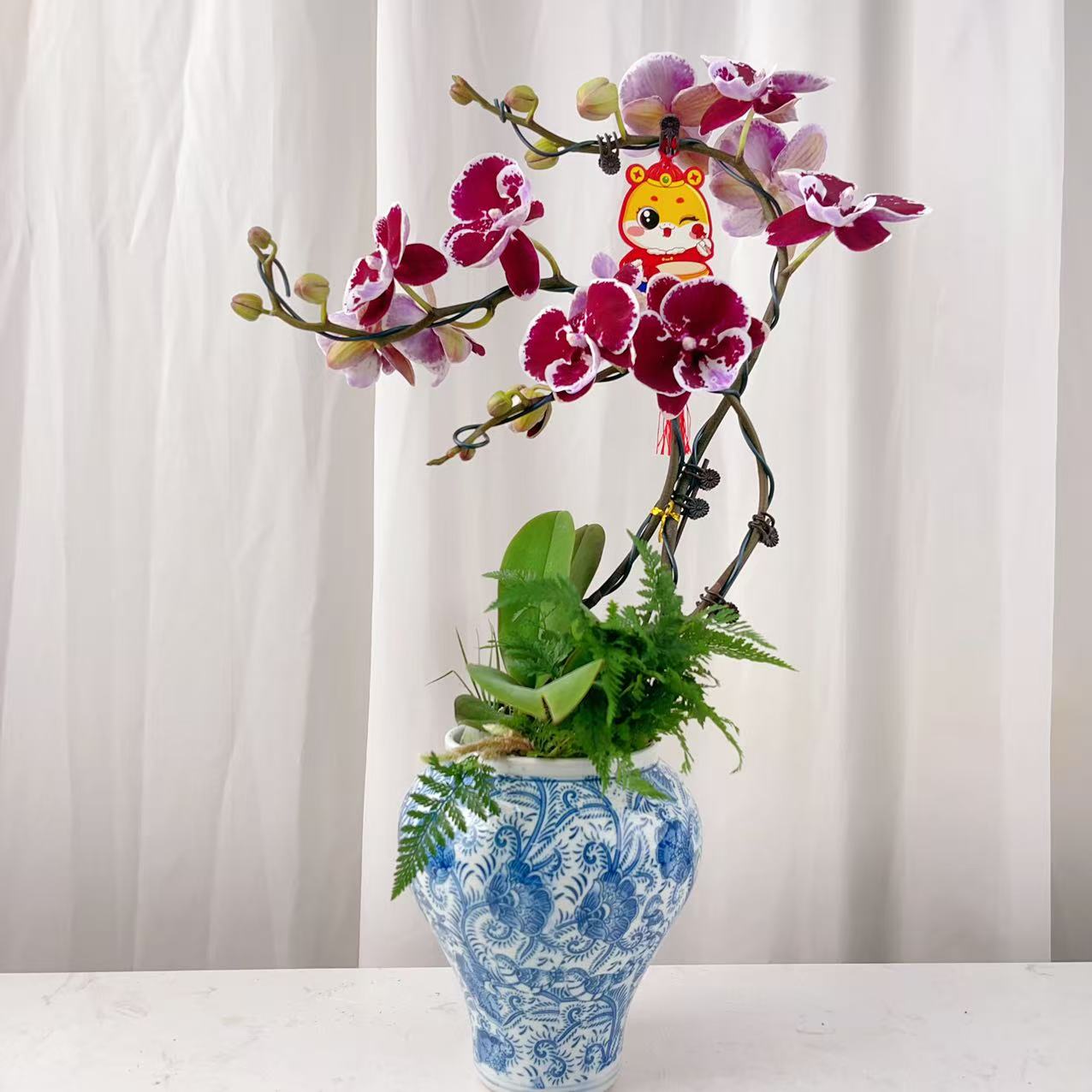 桦艺优选【圆舞曲】蝴蝶兰轻奢绿植花卉艺术高级盆栽植株蝴蝶兰盆栽
