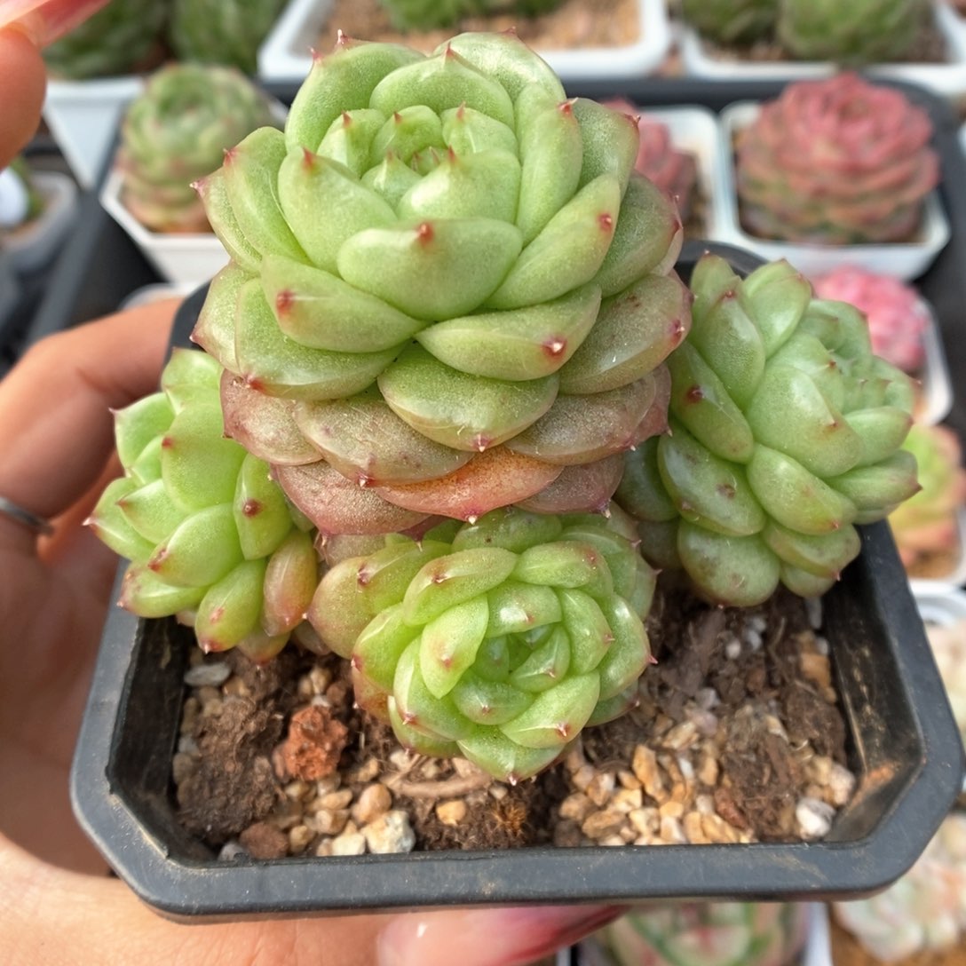 灯泡珍妮群生可拍932号 