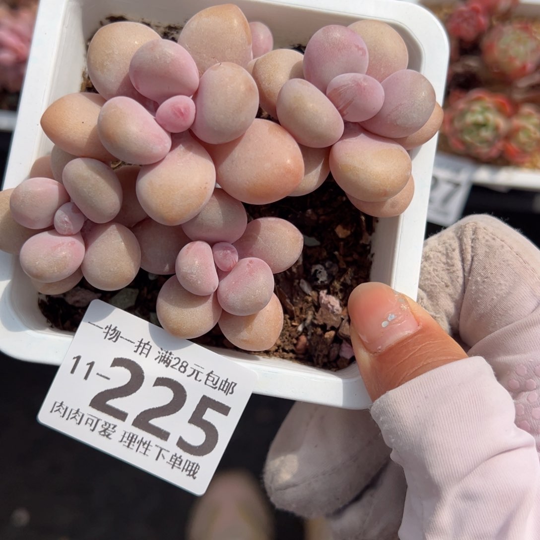 桃蛋多肉多肉多肉多肉多肉多肉多肉