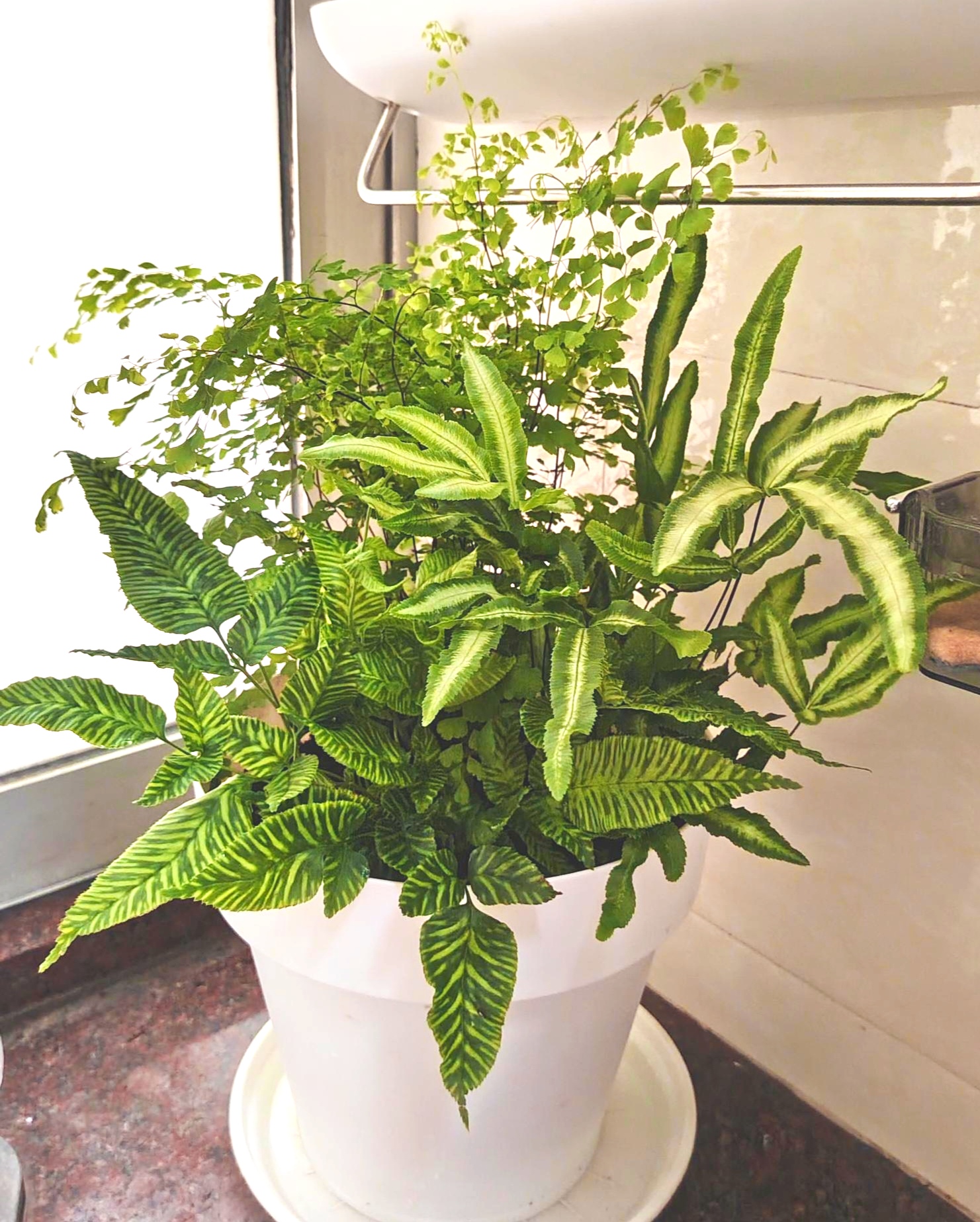 蕨类组合铁线蕨斑马蕨阿波银线蕨观赏蕨多年生室内绿植盆栽好养