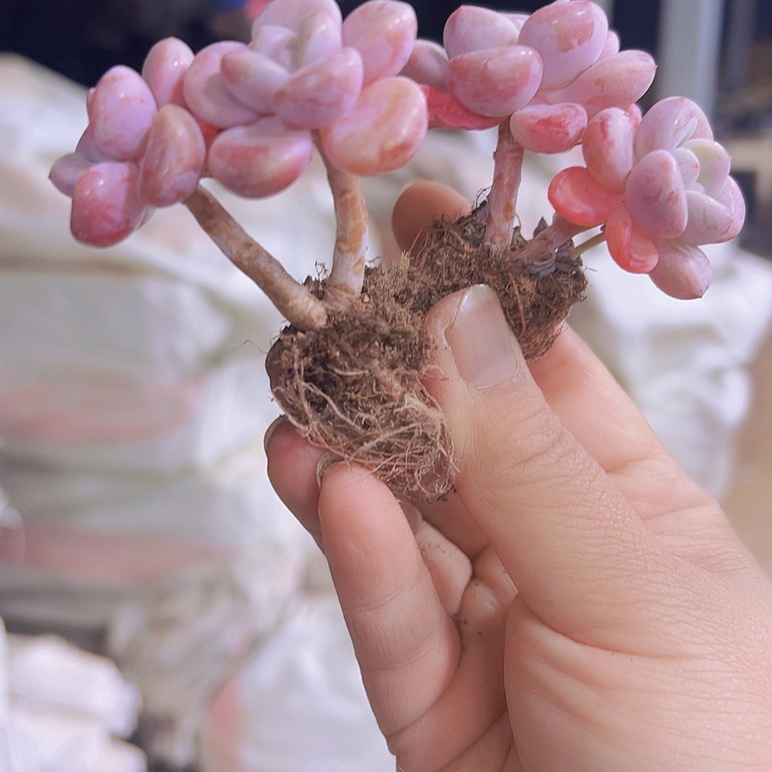 花瓣露双头19包邮