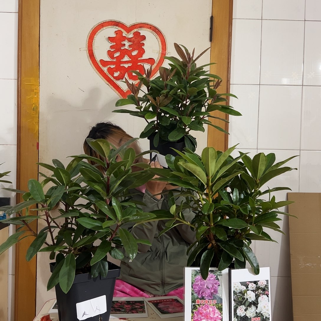 无花朵高山杜鹃藤井夫人6718