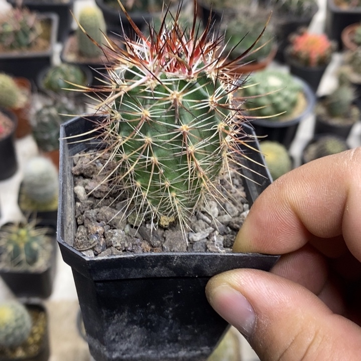 实生幻虾特价福利