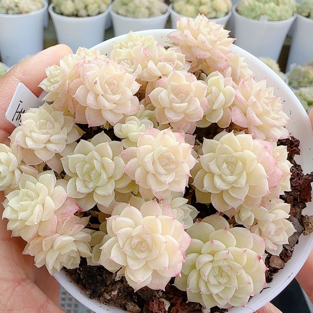 1202-18（fm-232）优选