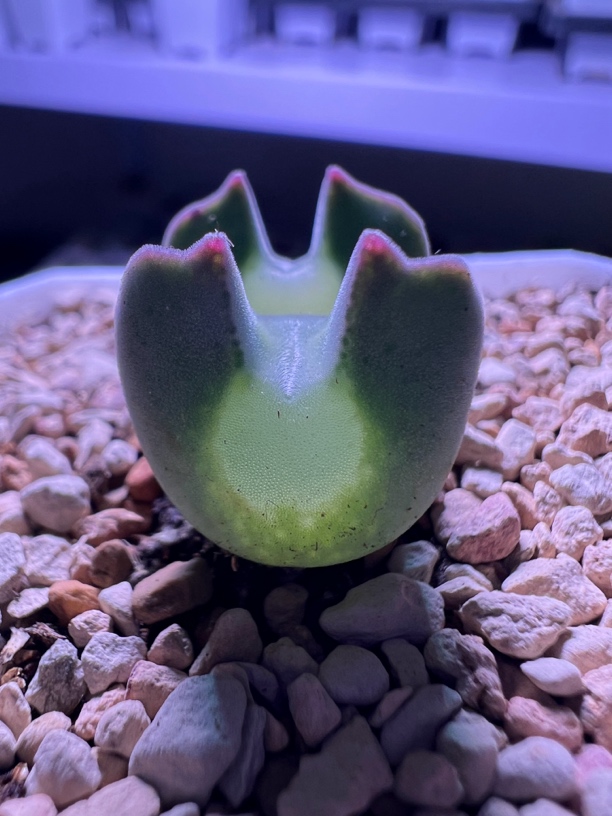 空蝉母本日系矮胖短耳！SB793链接与图无关