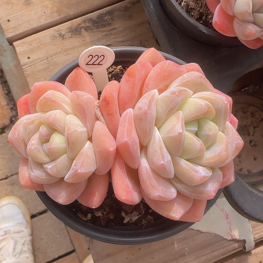 冰玉精控大双头一颗