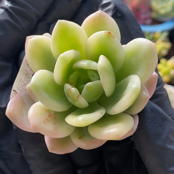 冷香复轮锦多肉植物