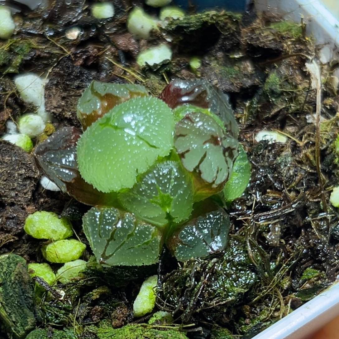 恭喜发财大吉大利961