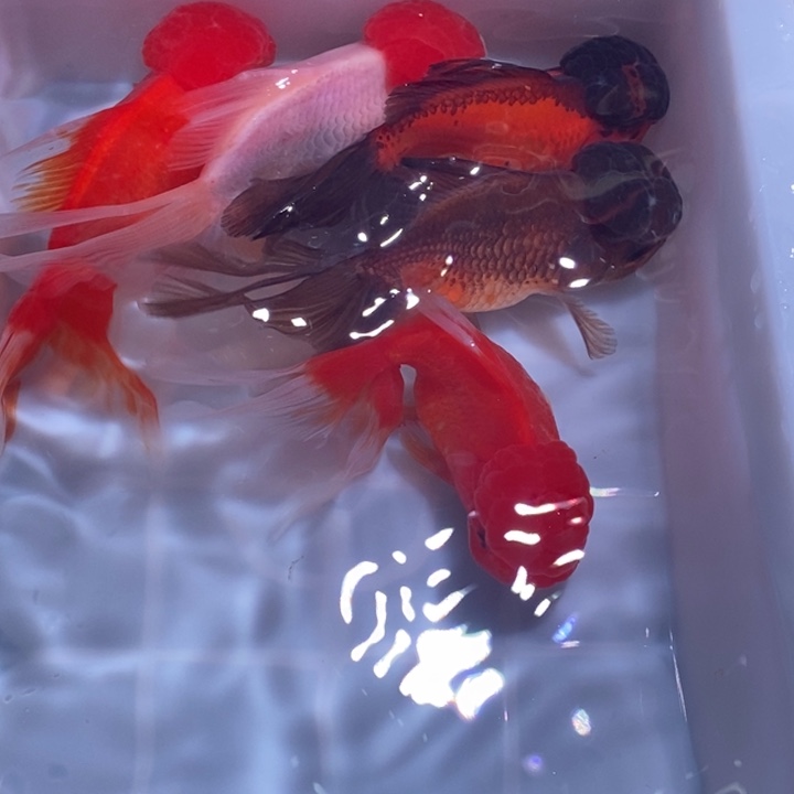 龙睛金鱼精品国狮