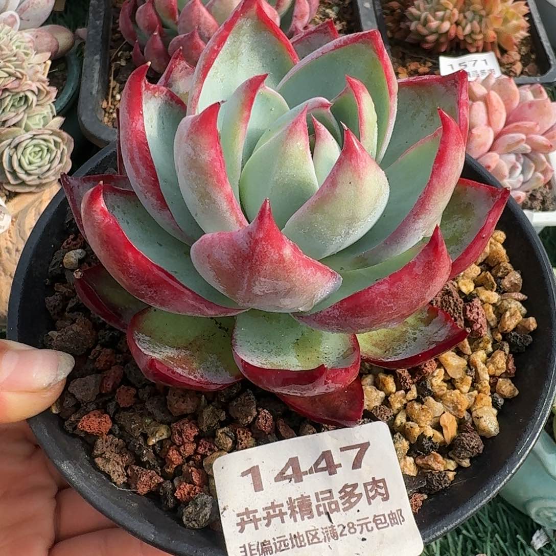 1447一物一拍）满28包邮）