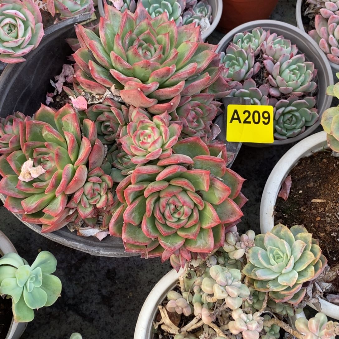 209不知名一物一拍