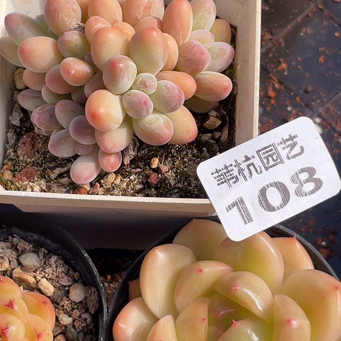 s***k108多年的历史中有一个重要