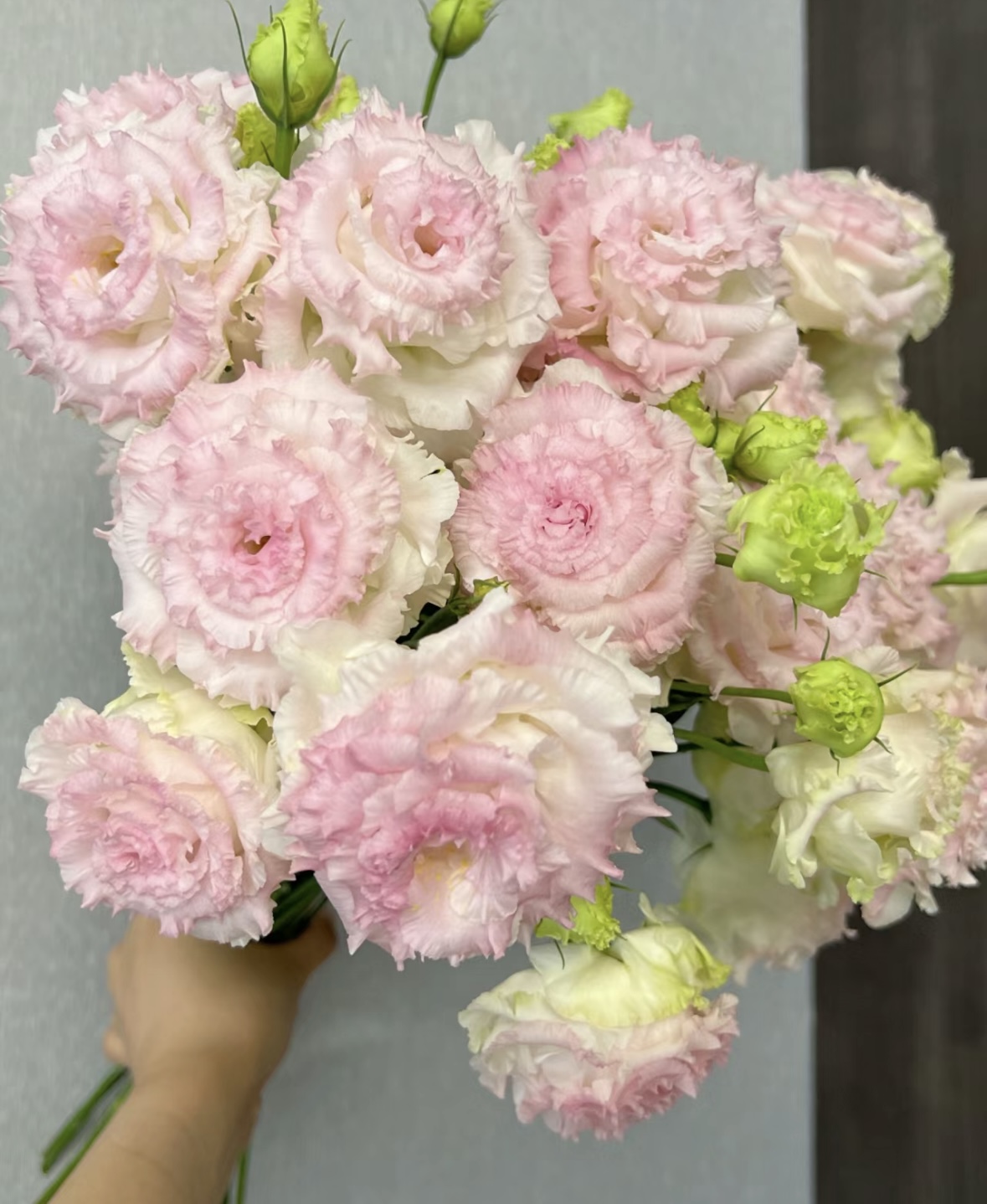 冰淇淋色洋桔梗 收到先醒花拍1单包邮