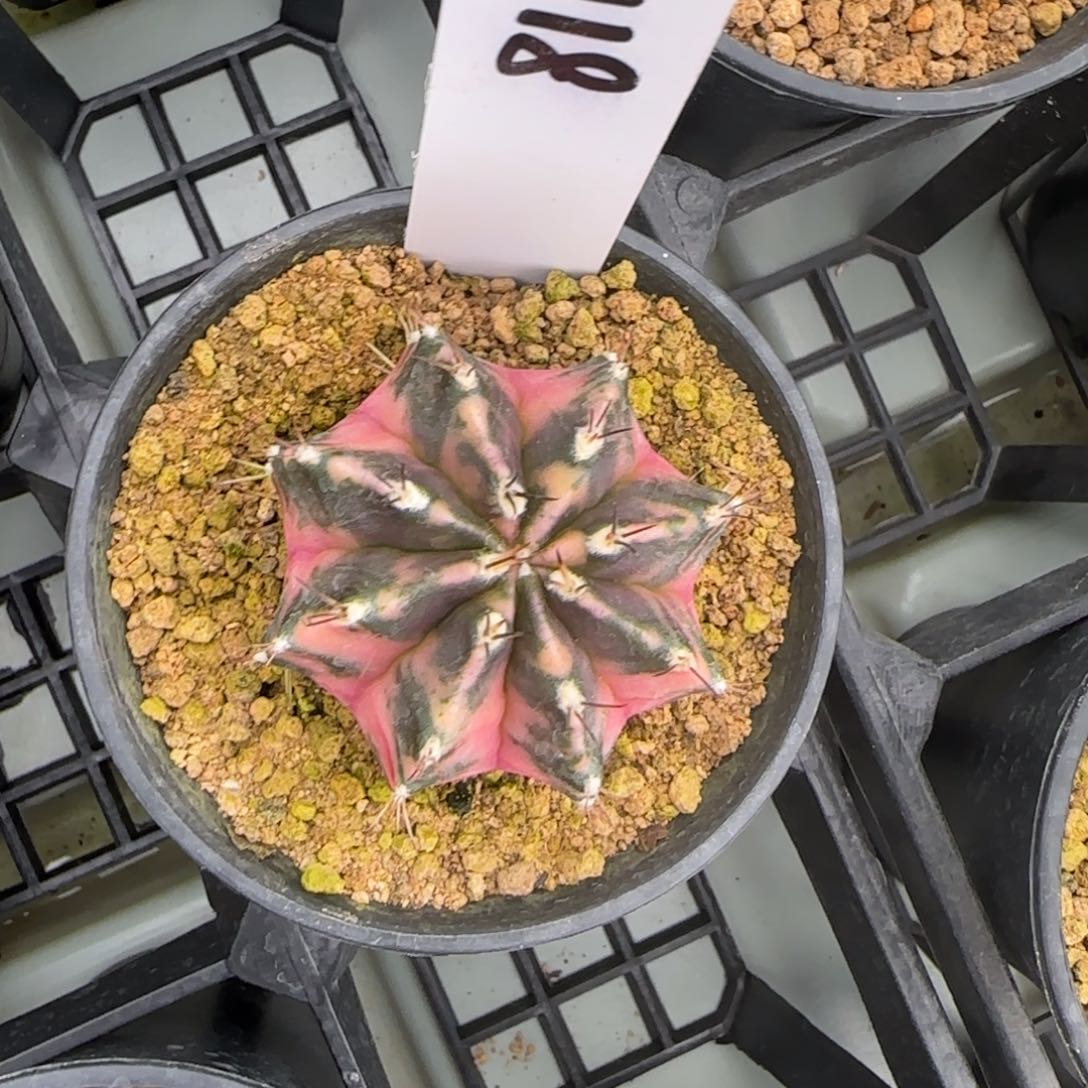 118-0225脱土发多肉